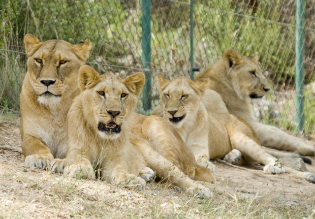  Famille de lions 